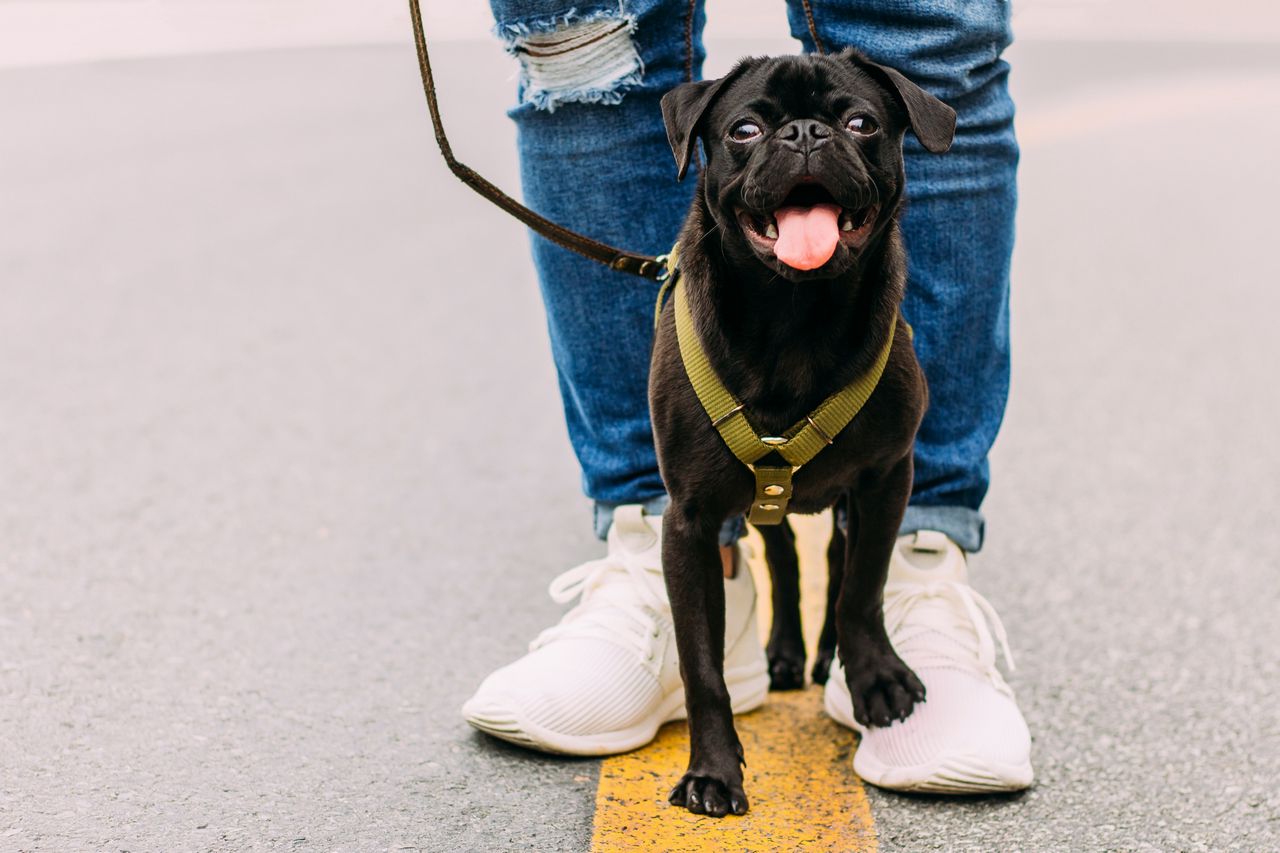 Идиомы со словом feet для подчинения и авторитета, To sit at somebody's feet Идиомы со словом feet для подчинения и авторитета, To sit at somebody's feet